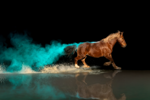 Emilie PICCA - LA PHOTOGRAPHE DU SUD